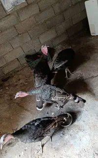 بوقلمون و خروس