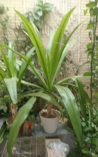 گل فروشی ۲عدد