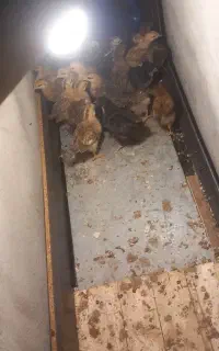 جوجه ۴۰ روزه