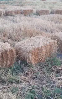 کاه (پرس شده)