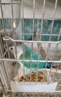گرینچیک تراکوییس
