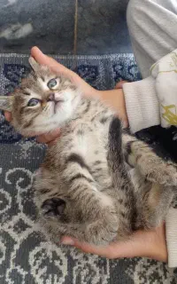 گربه