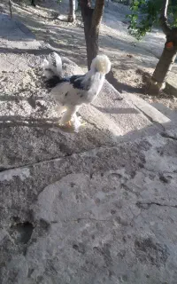 جوجه سلطان