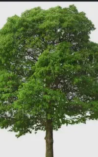 پیوند درخت