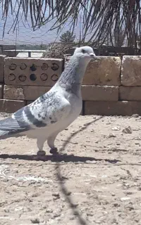 سبز شامی