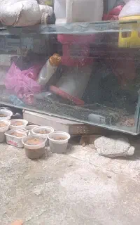 اکواریوم