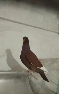 ماده گلی پلنگ پنج لقه
