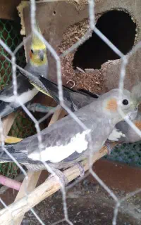 یک جفت عروس هلندی بالغ با یک جوجه