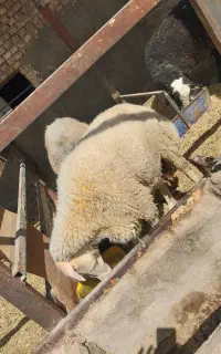 بره نر