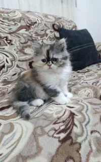 بچه گربه پرشین