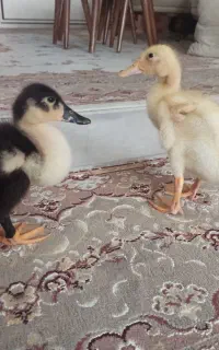 جوجه اردک دو ماهه