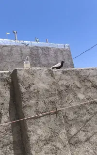 کبوتر