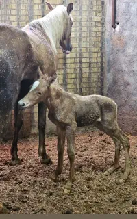 کره اسب یک سال مادیان از بهترین نژاد عکس پدر مادرش