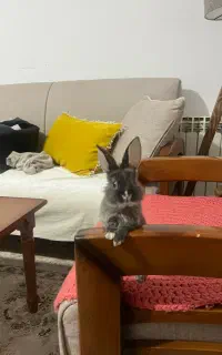 خرگوش