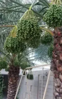 بریدن نخل و هرس و سمپاشی و تقویت گرد افشانی نخل