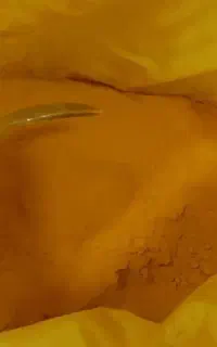 زرد چوبه اعلا درجه یک