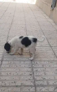 واگذاری توله سگ
