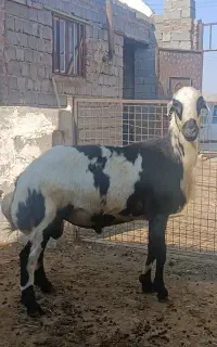بره قوچ پلنگی خال سیاه پوست گاوی