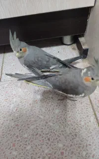عروس هلندی