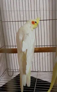 عروس هلندی