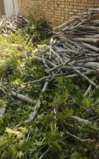 هَرَس درختان