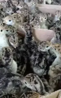جوجه بوقلمون
