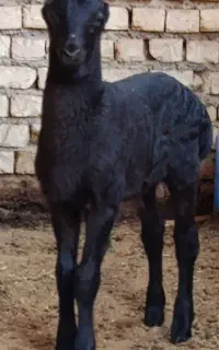 بره نر افشاری برا داشت برا کشت