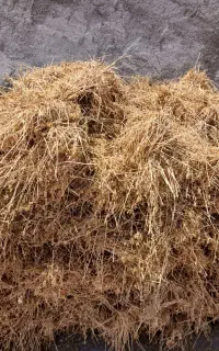 بیده دیم روستای رئین