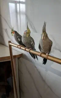 ۳عدد عروس هلندی زیبا