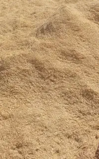 کاه تمیز گندم دیم