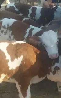 ارسال به تمام نقاط ایران