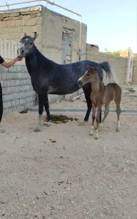 مادیان