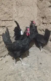 نیمچه خروس سه ماهه گلین