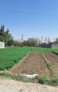 فروش شوید به قیمت سر زمین