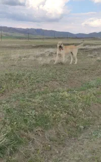 سگ سرابی از بهترین نسل