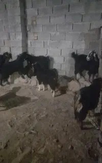 بز غاله سالم