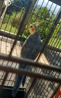 عروس هلندی گمشده