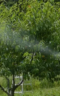 سم پاشی