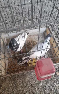 کبوتر پاکستانی تیدی