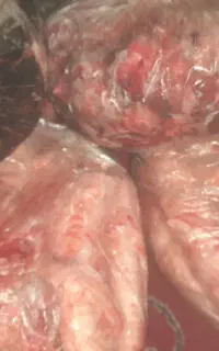 غذای سگ و گربه ضایعات گوشت