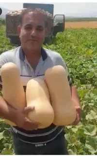 بذر کدو حلوایی ساکاتا