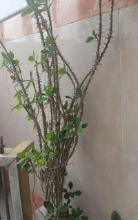 گلها