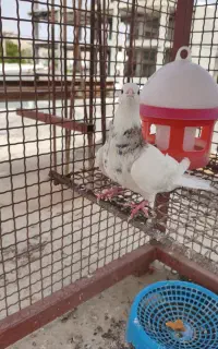 طوقی بدون غلط