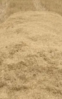 کاه