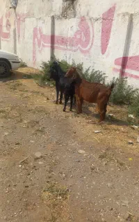 بز  ۶عدد
