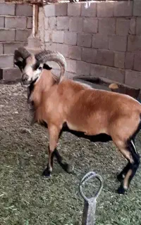 فروش ۲ راس میش رومانف جوان و چندقلوزا