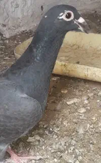 کفتر. کبوتر.