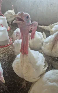 بوقلمون زنده کیلویی ۵۰۰