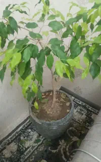 گل خوشگل