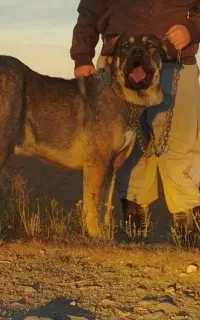 گمشده سگ